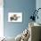 Domestic Cat, tabby and white, adult female, rolling on back-Chris Brignell-Photographic Print displayed on a wall