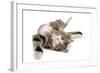 Domestic Cat, tabby and white, adult female, rolling on back-Chris Brignell-Framed Photographic Print
