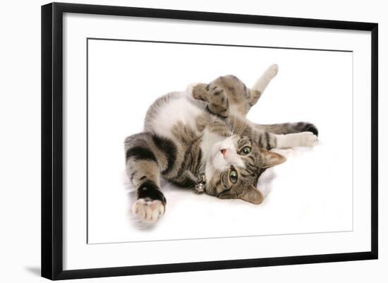 Domestic Cat, tabby and white, adult female, rolling on back-Chris Brignell-Framed Photographic Print