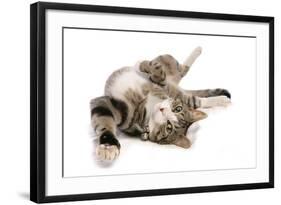 Domestic Cat, tabby and white, adult female, rolling on back-Chris Brignell-Framed Photographic Print
