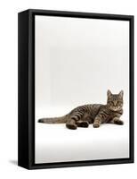Domestic Cat, Tabby Chinchilla Burmese Cross-Jane Burton-Framed Stretched Canvas
