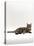 Domestic Cat, Tabby Chinchilla Burmese Cross-Jane Burton-Stretched Canvas