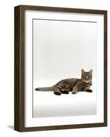 Domestic Cat, Tabby Chinchilla Burmese Cross-Jane Burton-Framed Photographic Print