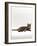 Domestic Cat, Tabby Chinchilla Burmese Cross-Jane Burton-Framed Photographic Print