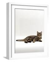 Domestic Cat, Tabby Chinchilla Burmese Cross-Jane Burton-Framed Photographic Print