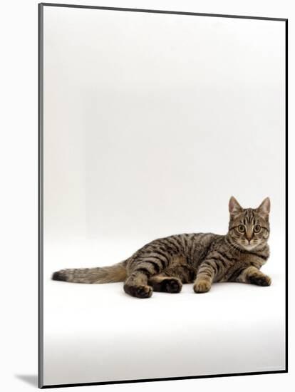 Domestic Cat, Tabby Chinchilla Burmese Cross-Jane Burton-Mounted Photographic Print