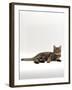 Domestic Cat, Tabby Chinchilla Burmese Cross-Jane Burton-Framed Photographic Print