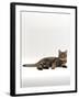 Domestic Cat, Tabby Chinchilla Burmese Cross-Jane Burton-Framed Photographic Print