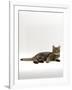 Domestic Cat, Tabby Chinchilla Burmese Cross-Jane Burton-Framed Photographic Print