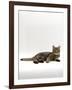 Domestic Cat, Tabby Chinchilla Burmese Cross-Jane Burton-Framed Photographic Print