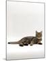Domestic Cat, Tabby Chinchilla Burmese Cross-Jane Burton-Mounted Photographic Print