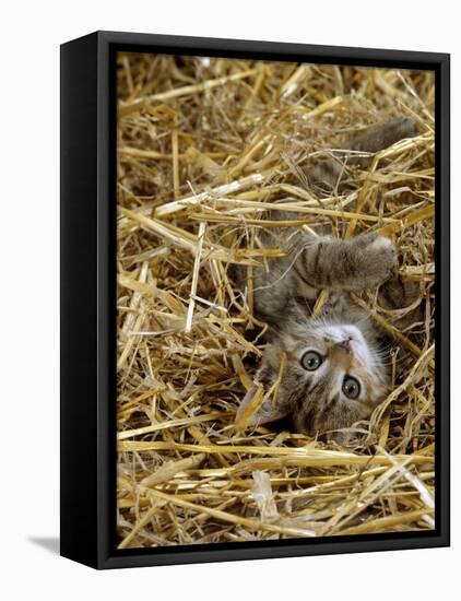 Domestic Cat, Tabby Farm Kitten Playing in Straw-Jane Burton-Framed Stretched Canvas
