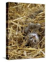 Domestic Cat, Tabby Farm Kitten Playing in Straw-Jane Burton-Stretched Canvas