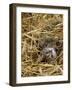 Domestic Cat, Tabby Farm Kitten Playing in Straw-Jane Burton-Framed Photographic Print