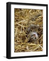 Domestic Cat, Tabby Farm Kitten Playing in Straw-Jane Burton-Framed Photographic Print