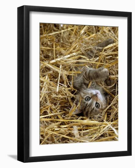 Domestic Cat, Tabby Farm Kitten Playing in Straw-Jane Burton-Framed Photographic Print