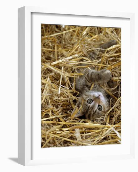 Domestic Cat, Tabby Farm Kitten Playing in Straw-Jane Burton-Framed Photographic Print