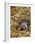 Domestic Cat, Tabby Farm Kitten Playing in Straw-Jane Burton-Framed Photographic Print