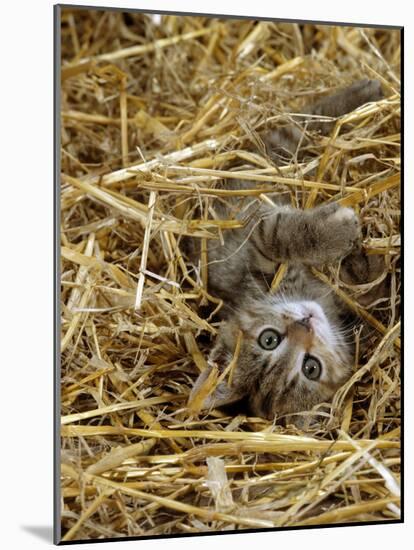 Domestic Cat, Tabby Farm Kitten Playing in Straw-Jane Burton-Mounted Photographic Print