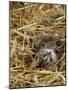 Domestic Cat, Tabby Farm Kitten Playing in Straw-Jane Burton-Mounted Photographic Print