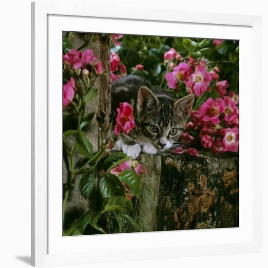 Domestic Cat, Tabby Kitten Among American Pillar Roses-Jane Burton-Framed Photographic Print