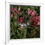 Domestic Cat, Tabby Kitten Among American Pillar Roses-Jane Burton-Framed Photographic Print