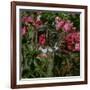 Domestic Cat, Tabby Kitten Among American Pillar Roses-Jane Burton-Framed Photographic Print