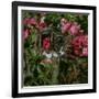 Domestic Cat, Tabby Kitten Among American Pillar Roses-Jane Burton-Framed Photographic Print