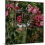 Domestic Cat, Tabby Kitten Among American Pillar Roses-Jane Burton-Mounted Photographic Print