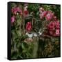 Domestic Cat, Tabby Kitten Among American Pillar Roses-Jane Burton-Framed Stretched Canvas