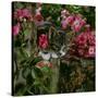 Domestic Cat, Tabby Kitten Among American Pillar Roses-Jane Burton-Stretched Canvas