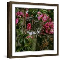 Domestic Cat, Tabby Kitten Among American Pillar Roses-Jane Burton-Framed Photographic Print