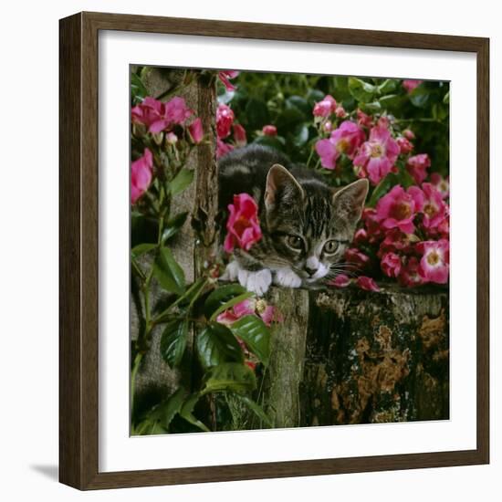 Domestic Cat, Tabby Kitten Among American Pillar Roses-Jane Burton-Framed Photographic Print