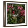 Domestic Cat, Tabby Kitten Among American Pillar Roses-Jane Burton-Framed Photographic Print