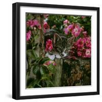 Domestic Cat, Tabby Kitten Among American Pillar Roses-Jane Burton-Framed Photographic Print