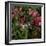 Domestic Cat, Tabby Kitten Among American Pillar Roses-Jane Burton-Framed Photographic Print