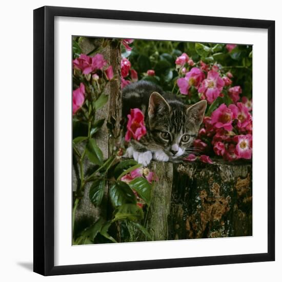 Domestic Cat, Tabby Kitten Among American Pillar Roses-Jane Burton-Framed Photographic Print