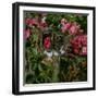 Domestic Cat, Tabby Kitten Among American Pillar Roses-Jane Burton-Framed Photographic Print