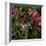 Domestic Cat, Tabby Kitten Among American Pillar Roses-Jane Burton-Framed Photographic Print