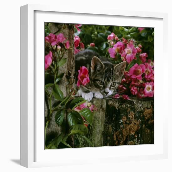 Domestic Cat, Tabby Kitten Among American Pillar Roses-Jane Burton-Framed Photographic Print