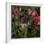 Domestic Cat, Tabby Kitten Among American Pillar Roses-Jane Burton-Framed Photographic Print