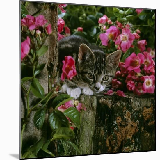 Domestic Cat, Tabby Kitten Among American Pillar Roses-Jane Burton-Mounted Photographic Print