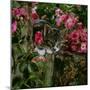 Domestic Cat, Tabby Kitten Among American Pillar Roses-Jane Burton-Mounted Photographic Print