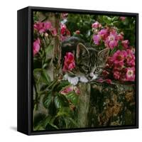 Domestic Cat, Tabby Kitten Among American Pillar Roses-Jane Burton-Framed Stretched Canvas