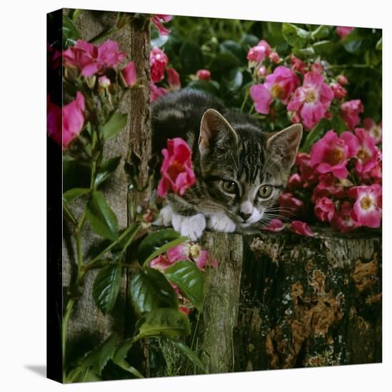 Domestic Cat, Tabby Kitten Among American Pillar Roses-Jane Burton-Stretched Canvas