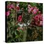 Domestic Cat, Tabby Kitten Among American Pillar Roses-Jane Burton-Stretched Canvas