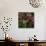 Domestic Cat, Tabby Kitten Among American Pillar Roses-Jane Burton-Photographic Print displayed on a wall