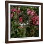 Domestic Cat, Tabby Kitten Among American Pillar Roses-Jane Burton-Framed Photographic Print