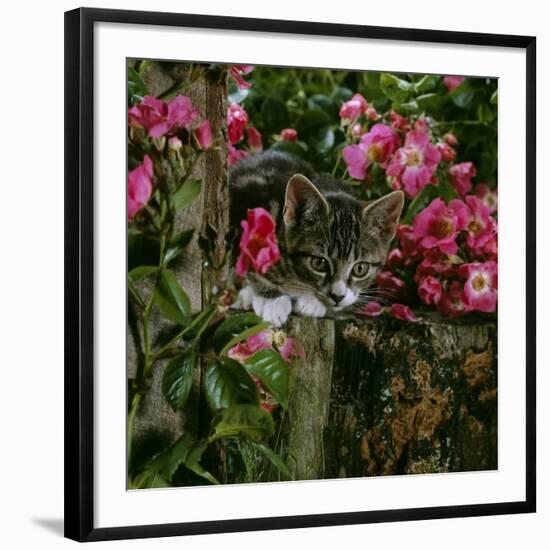 Domestic Cat, Tabby Kitten Among American Pillar Roses-Jane Burton-Framed Photographic Print