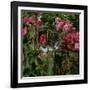 Domestic Cat, Tabby Kitten Among American Pillar Roses-Jane Burton-Framed Photographic Print